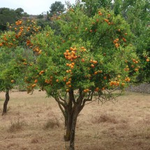 Tree full with tangerines
